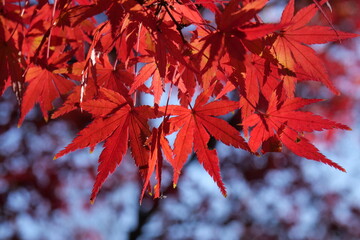 紅葉