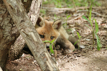 きつね　子ぎつね　キツネ　狐　キタキツネ　子狐　きたきつね　可愛い　かわいい　日本　北海道　