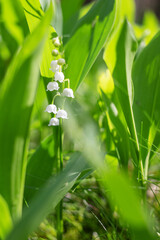 Lily of the valley in the forest. Meadow. Spring flowers. The forest in May.