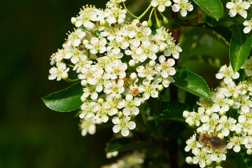 Blüten des Mittelmeer-Feuerdorn (Pyracantha coccinea)	
