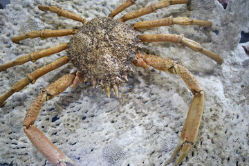 large sea crab in the aquarium with corals and shells