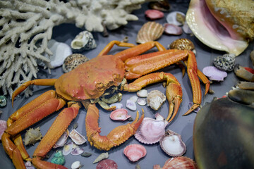 large sea crab in the aquarium with corals and shells