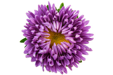 Lilac flower aster