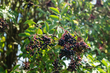 Der Schwarze Holunder (Sambucus nigra)