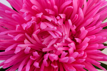 Red aster flower