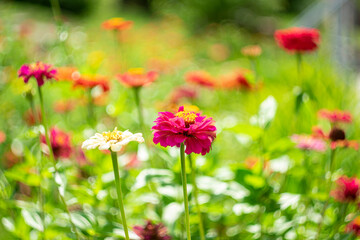 Bright garden flowers on a blurred natural background with bokeh effect.