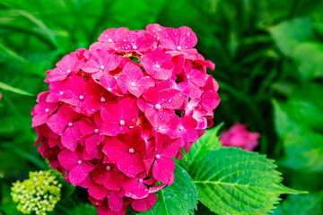 Beautiful pink hydrangea in a summer garden close up, floral background