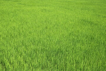 ある7月末の水田