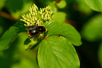 Steinhummel Drohn auf Hartriegel