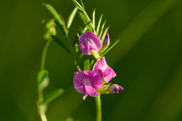  Breitblättrige Platterbse (Lathyrus latifolius)