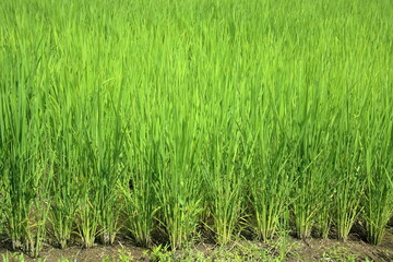 ある7月末の水田