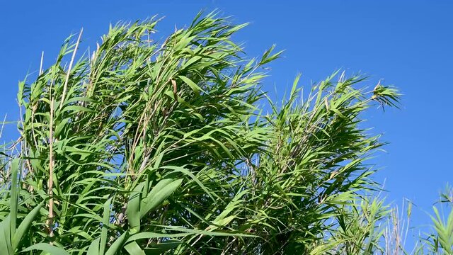 Giant reed cane growing in swamp. Long green leaves of reeds in marsh. Arundo donax