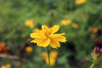 コスモ黄色黄色