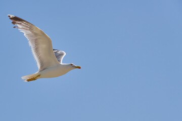 Seagull against the sky in the rays of the sun with blue sky on the background.