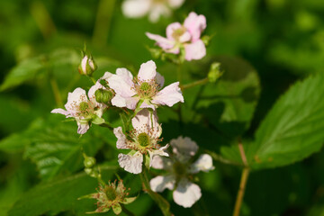 Wilde Brombeerblüten
