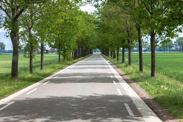 Allee im ländlichen Holland