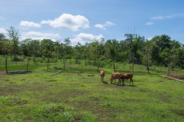 Many cows are grazing in the meadow.