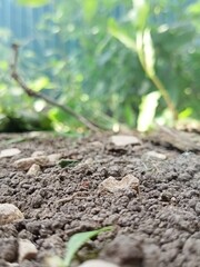 Stones and earth are close in summer