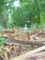 Dry grass in the city park in summer