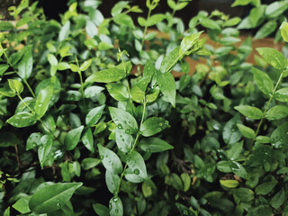 Close-up Fresh Green Plants with Rain Droplets on Leaves