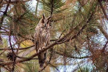 Bird long-eared owl. Asio otus in the wild