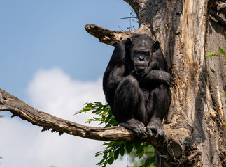 Bonobo, The Watchman