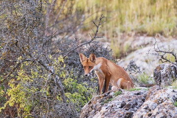 Red Fox Young Pup is sitting on a stone looking. Vulpes vulpes