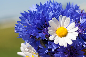 collected bouquet of blue wildflowers cornflower