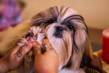 pet groomer holding the shihtzu's paw