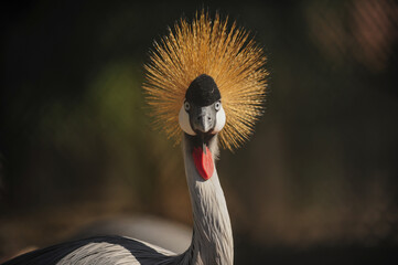 Obraz premium Close-up view of a Black Crowned Crane Balearica pavonina