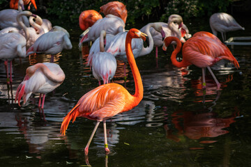 flamingos in the water