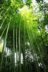 真っ直ぐのびる竹