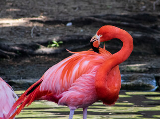 close up of a pink flamingo