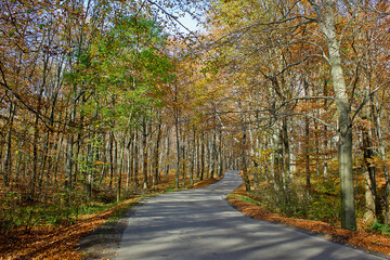 Obraz premium road in an autumn park among yellow trees. Autumn landscape
