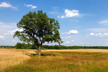 Obraz premium tree with green foliage against a blue sky