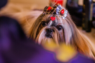 Cute shihtzu with a heart on the hair