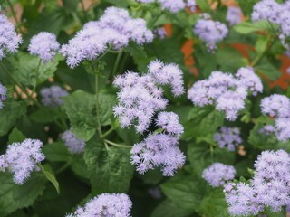Ashikaga Flower Park in Autumn