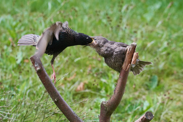 Junge Stare bei der Fütterung	