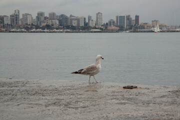 Seagull at Coast