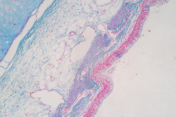 Characteristics of Columnar epithellum cell (Cell structure) of human under microscope view for education in laboratory.
