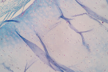 Characteristics of Columnar epithellum cell (Cell structure) of human under microscope view for...