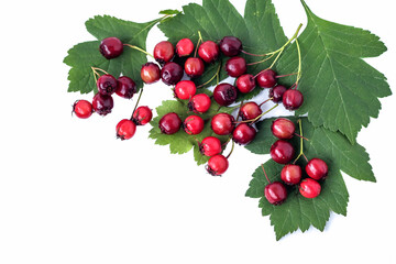 Ripe red-brown hawthorn berries with leaves on an isolated white background. 