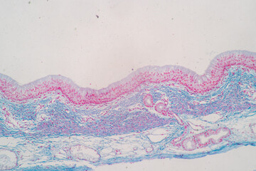 Characteristics of Columnar epithellum cell (Cell structure) of human under microscope view for education in laboratory.
