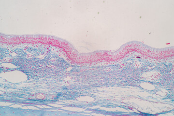 Characteristics of Columnar epithellum cell (Cell structure) of human under microscope view for education in laboratory.
