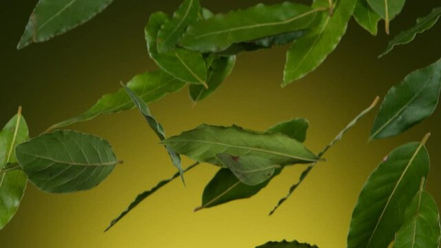 Super slow motion of flying whole fresh bay leaves spice. Filmed on high speed cinema camera, 1000 fps