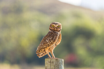 The burrowing owl is called "buraqueira" because it lives in holes dug in the ground.
Scientific name: Athene cunicularia