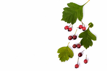 Autumn creative arrangement .Green leaves and red berries hawthorn on white background.Thanksgiving day concept.Autumn background.Flat lay,top view,copy space.