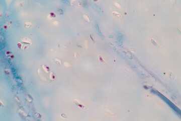 Characteristics of Columnar epithellum cell (Cell structure) of human under microscope view for...
