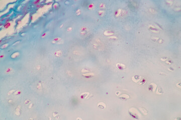 Characteristics of Columnar epithellum cell (Cell structure) of human under microscope view for...