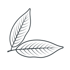 illustration of bay leaf